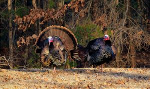 Winter Turkey Hunting Season to Open January 19th
