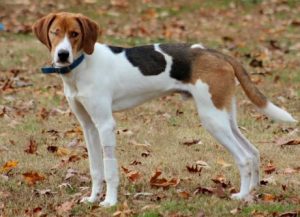 Wednesday’s Pet is ROMEO