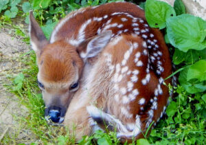 Department of Natural Resources Reminds Marylanders to Keep Deer Fawns Wild